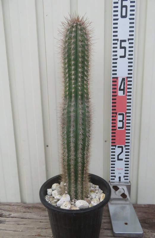 楽天市場】【現品発送】サボテン 武倫柱(ブリンチュウ) 幹太 5号鉢植え