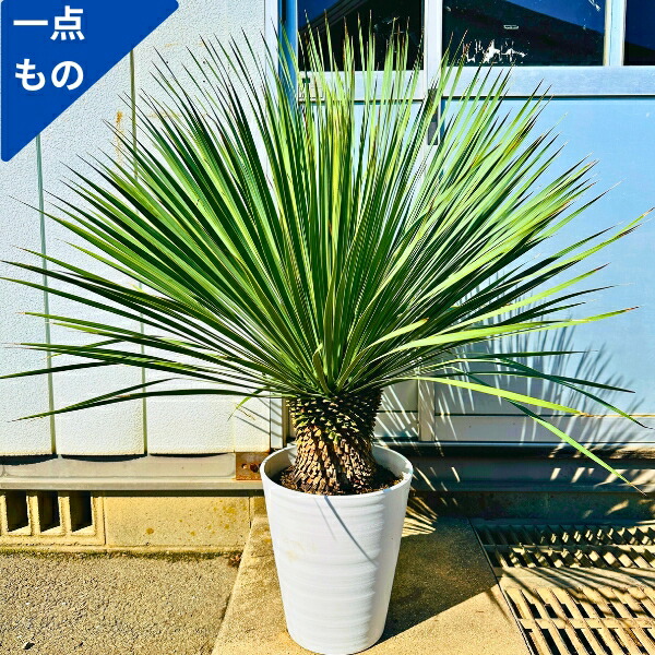楽天市場】【一点もの】ユッカ ロストラータ 10号鉢 樹高1.1m(鉢底