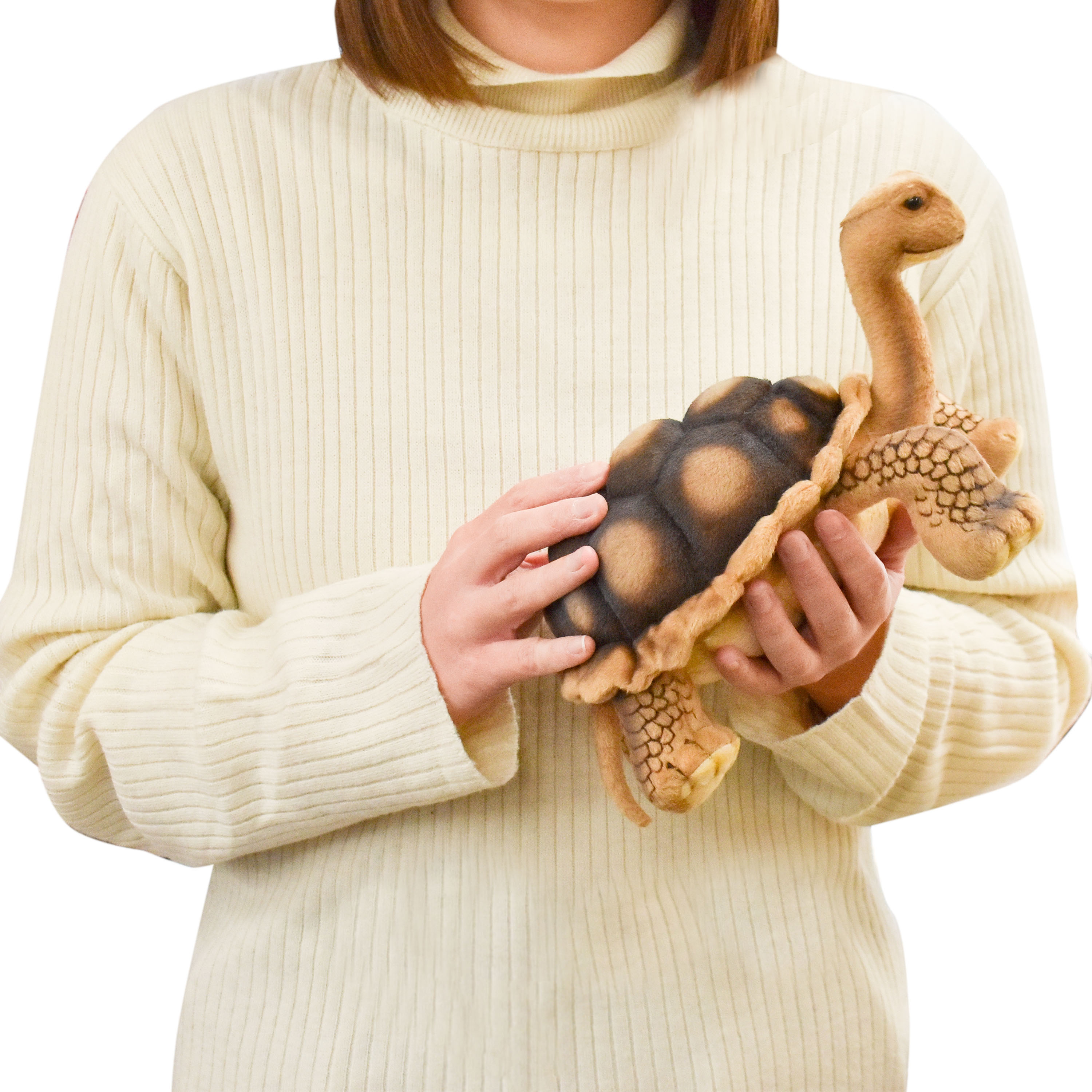 亀三種 ゾウ ゾウガメ 32 | HANSA