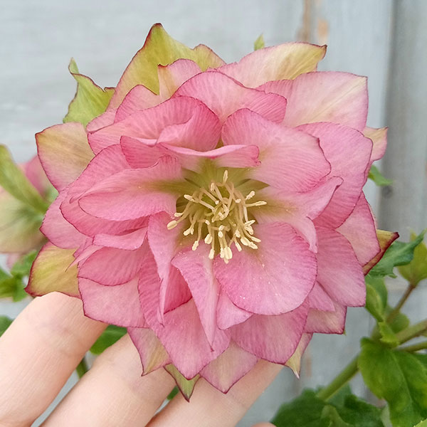 園芸ネット本店｜若泉ファームさんのクリスマスローズ：ダブル24-01