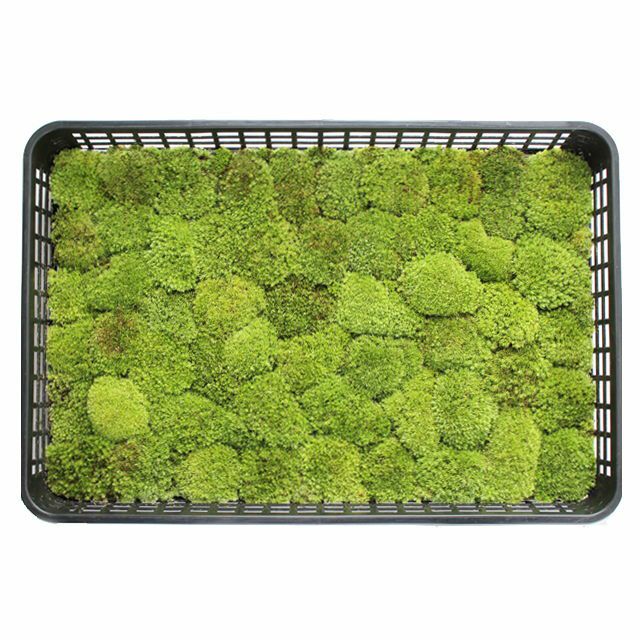 庭園苔トレーシリーズ | 苔の販売専門店モスファーム