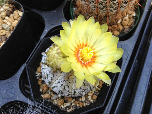 サボテンの花だ！花祭だ！ワッショイワッショイ！ | スーパーサボテン